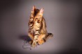 /album/amina/a9-bengal-cat-beauty-cat-faith-amina-jpg/